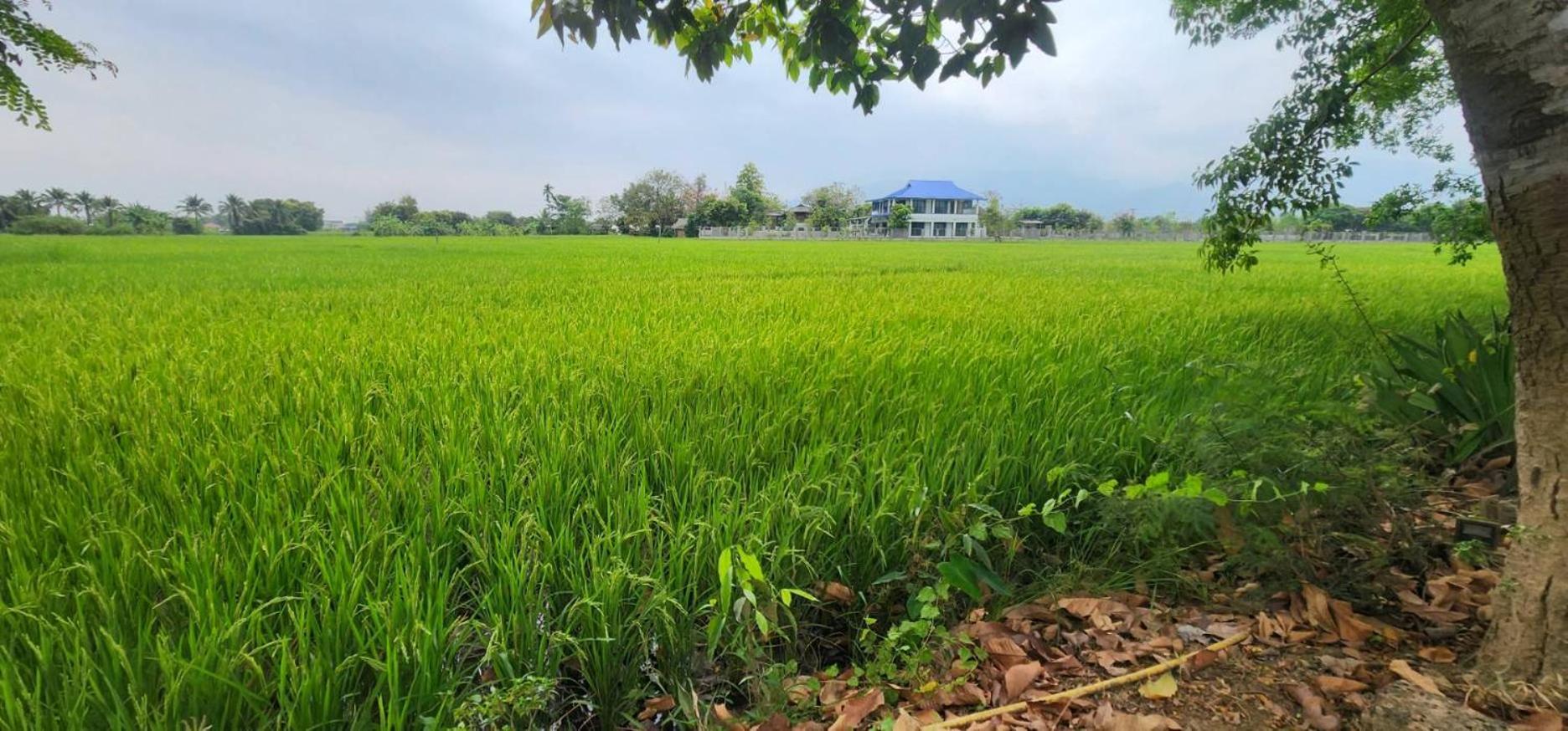 Tung Tong Homestay & Camping Mae Rim Esterno foto